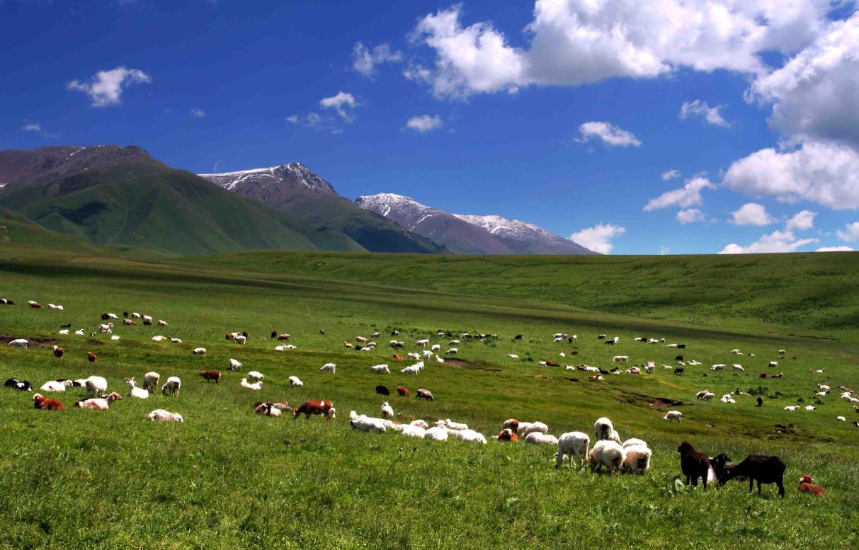 鄂尔多斯，草原之光，文化与发展的交响盛宴